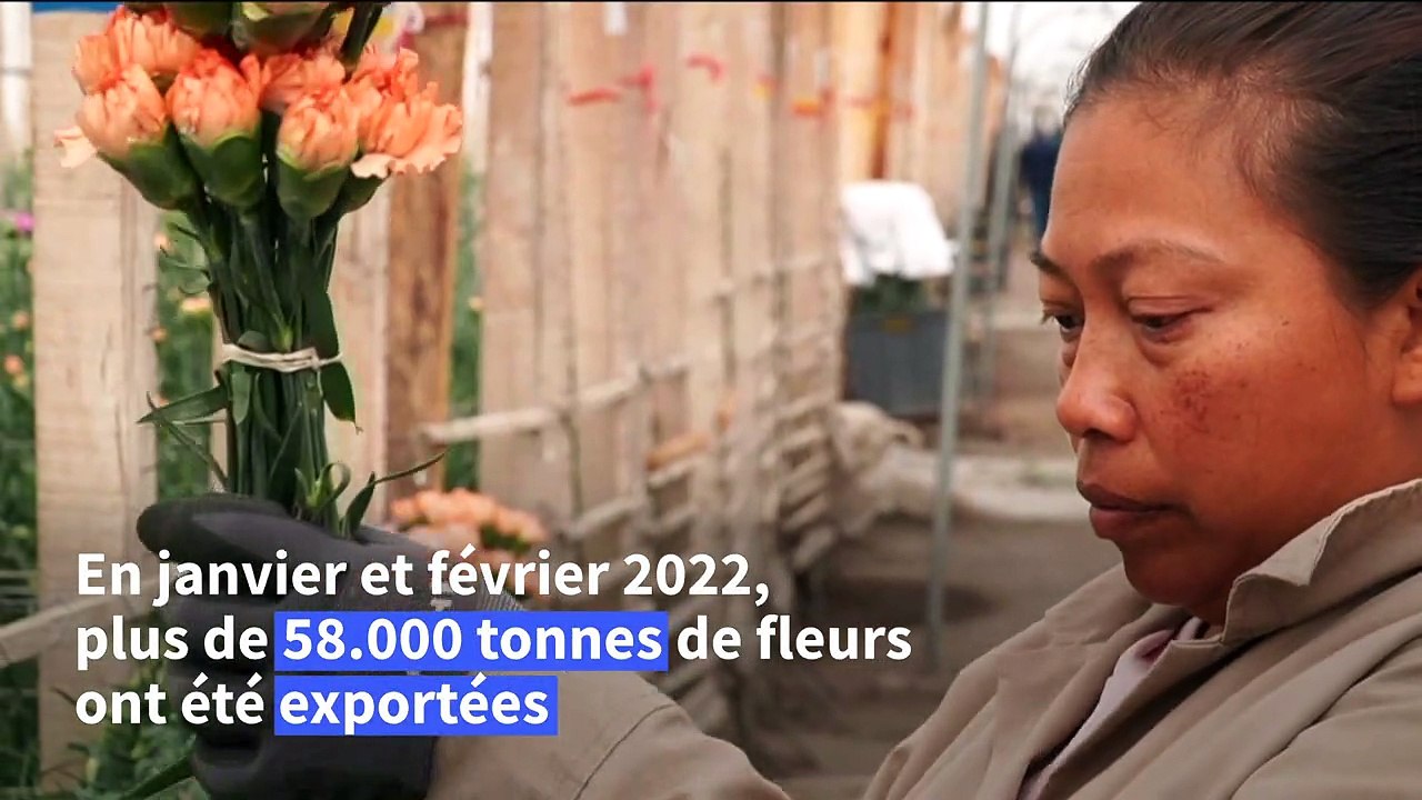 Les fleurs colombiennes fin prêtes pour la Saint-Valentin