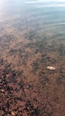 Cuttlefish Scares Tourists in Egypt