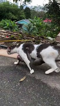 Baby Monkey Clings to Its Adoptive Cat Mother