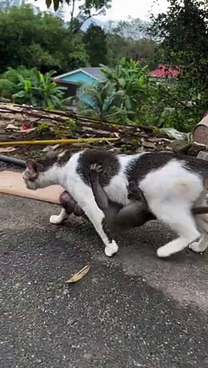 Baby Monkey Clings to Its Adoptive Cat Mother