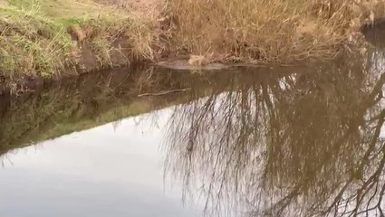 Diving expert’s full verdict on Nicola Bulley’s disappearance after three-day river search