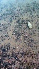 Cuttlefish Scares Tourists in Egypt