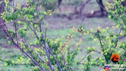 1 Lioness Steals Impala from 5 Cheetahs - Copy