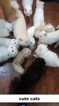 cute cats meowing for foods #funnycats #funnypets #shortsfeed