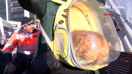 Diyarbakır'da enkaz altından sağ kurtarılan minik kedi Neva'nın ailesi hala aranıyor