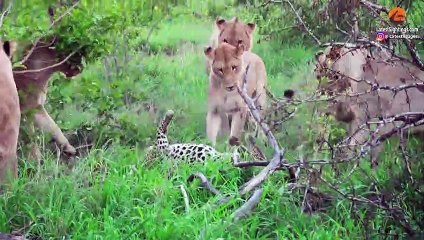 LIONS TRAP AND ATTACK OLD LEOPARD