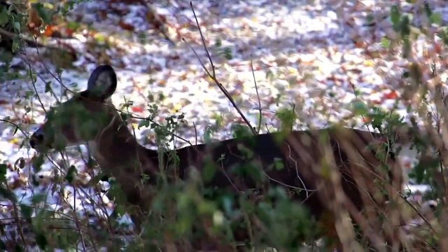 Bandhavgarh National Park will become the new home of reindeer