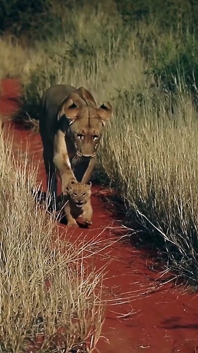 Mommy lion dribbles her tiny cub like a soccer ball ⚽️