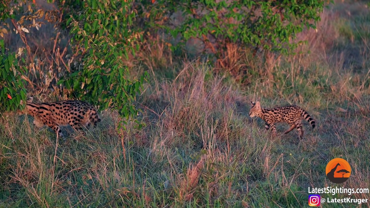 Serval Kitten vs Lion
