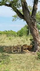 Smart lion outwits buffalo