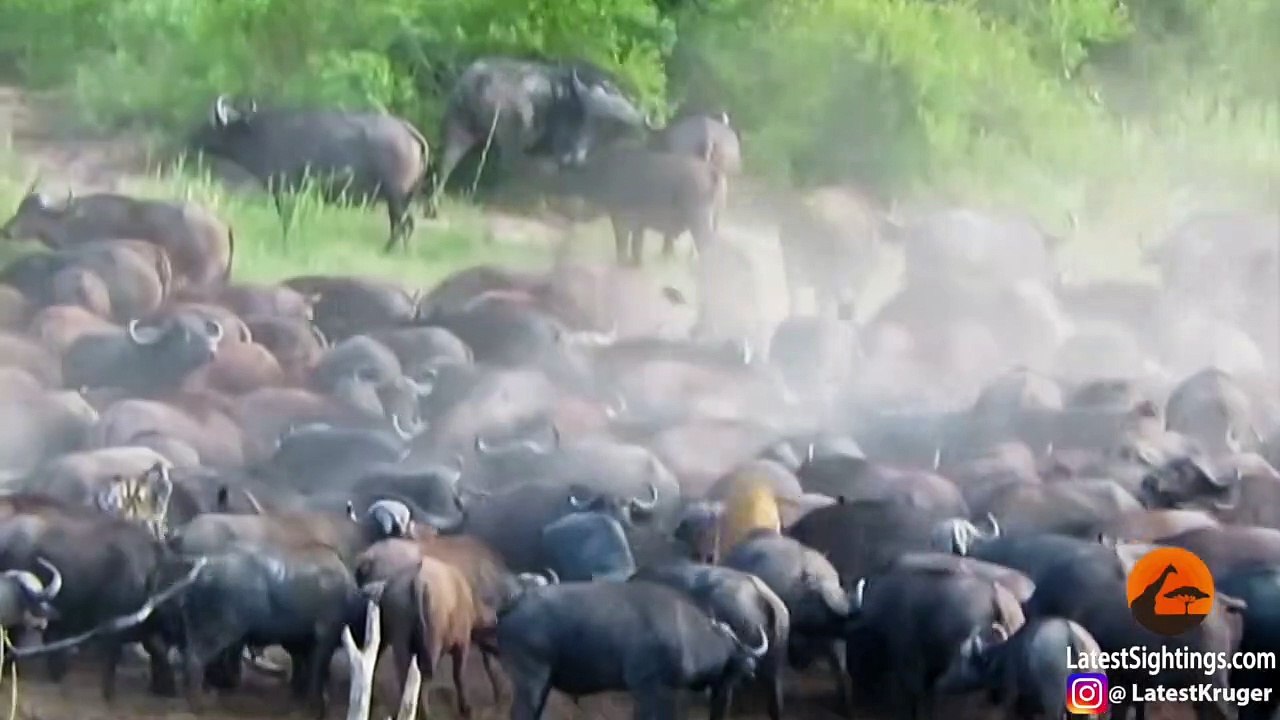 Stampeding Buffaloes Trample Lion