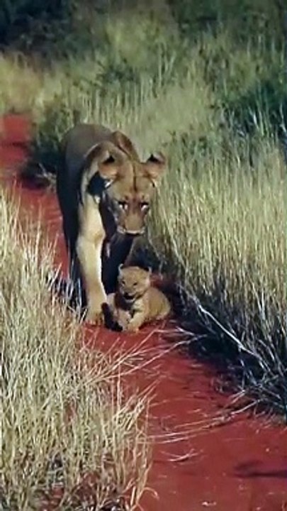 Mommy lion dribbles her tiny cub like a soccer ball ⚽️