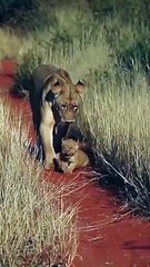 Mommy lion dribbles her tiny cub like a soccer ball ⚽️