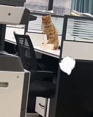 it's time to lunch #shortvideo