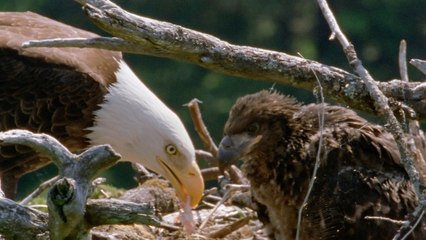 One Week Later  Famous Florida Bald Eagle Harriet Still Missing From Nest