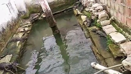 IMA flagra jacarés-de-papo-amarelo abandonados em Fernão Velho