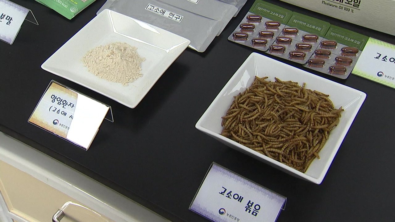 근감소증 해결 실마리 찾았다?..."식용곤충이 효능" / YTN