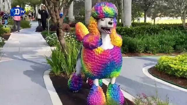 Paseo de perros y gatos, Miami