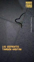Aunque te puedes llevar un gran susto, no las lastimes, las serpientes también hacen parte de las zonas urbanas
