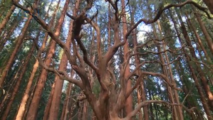 mqn-Encontramos un árbol embrujado en el corazón del bosque de Prusia -100223