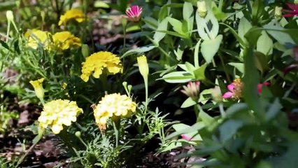 Restored by the Fords - Se2 - Ep13 - Colonial turned chic HD Watch