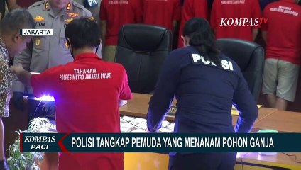 Nekat Tanam Ganja di Rumah, Seorang Pemuda di Jakpus Ditangkap Polisi