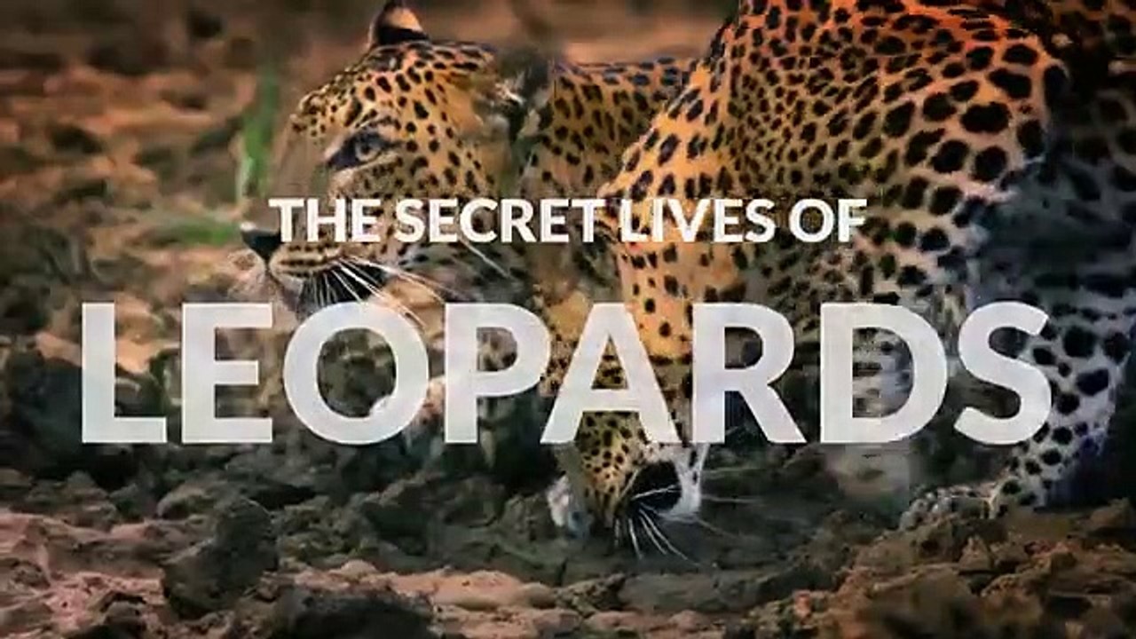 The Secret Lives Of Big Cats - Se1 - Ep05 - The Secret Lives of Leopards HD Watch