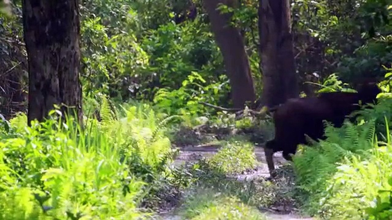 The Secret Lives Of Big Cats - Se1 - Ep01 - The Secret Lives of Tigers HD Watch