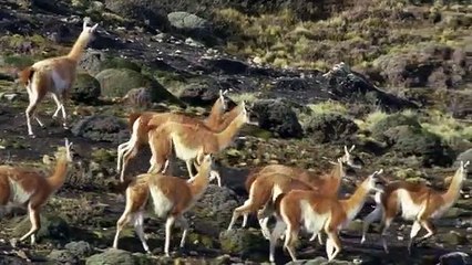 The Secret Lives Of Big Cats - Se1 - Ep03 - The Secret Lives of Pumas HD Watch