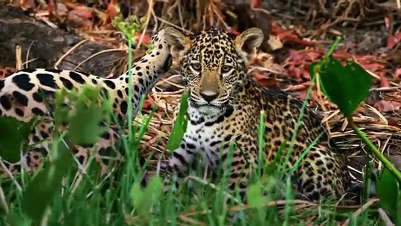 The Secret Lives Of Big Cats - Se1 - Ep06 - The Secret Lives of Jaguars HD Watch