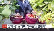 바닷바람 맞고 자란 통영 '금딸기'