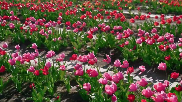 When Girlfriend Become a Wife | Charm Gone | RELATIONSHIP | PART 09 | Husband & Wife |