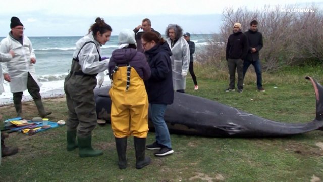 يُرجّح أن الزلزال هو السبب.. العثور على حيتان نافقة على شواطئ قبرص