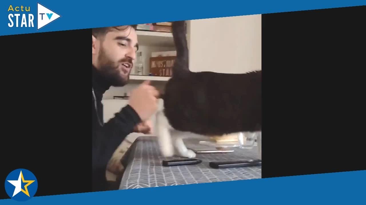 Avez-vous déjà vu un chat qui danse du flamenco ? La vidéo est hilarante !