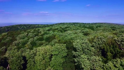 Forest Drone Shot, Very beautiful Greenery.