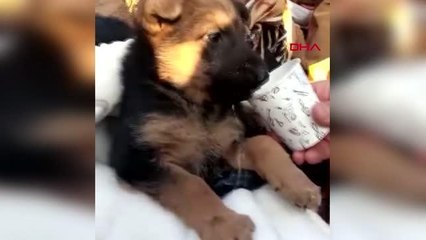 10 KATLI HİSAMİ APARTMANI'NIN ENKAZINDAN 122'NCİ SAATTE ANNE KÖPEK İLE 2 YAVRUSU KURTARILDI