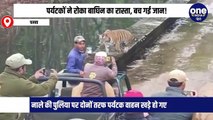 पन्ना टाइगर रिजर्व में बाघिन का रास्ता रोककर खड़े हो गए पर्यटक वाहन।