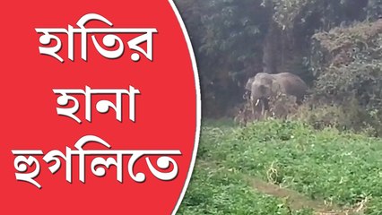 জঙ্গলমহলের সীমানা ছেড়ে এ বার হাতির হানা হুগলিতে