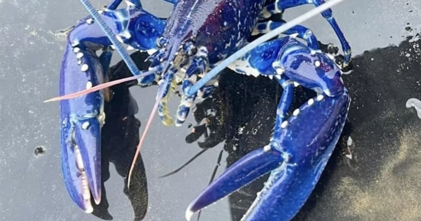Un Britannique pêche un homard bleu électrique, il avait une chance sur 2 millions de l'attraper 