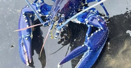 Un Britannique pêche un homard bleu électrique, il avait une chance sur 2 millions de l'attraper 