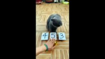 Funny Cat and Cat Videos - Cute Cats, Cats & Pets - Pet