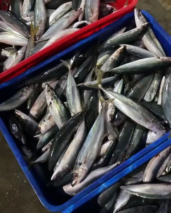 Ikan segar dan sehat