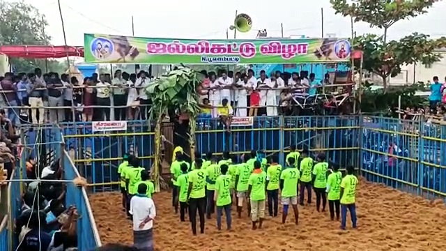 மணப்பாறை அருகே பொங்கல் பண்டிகை- ஜல்லிக்கட்டில் பங்கேற்ற 300 காளைகள்!