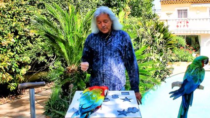 Smart Macaws Solve Puzzles
