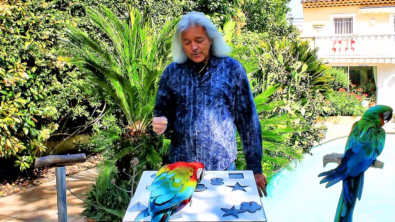 Smart Macaws Solve Puzzles
