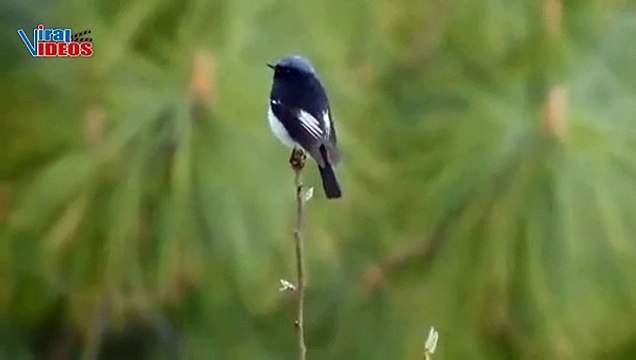 Blue-capped Redstart (Phoenicurus coeruleocephala) #Nature is Amazing