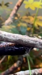 Black w Snake Shedding