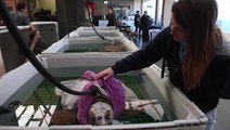 Twenty-five sea turtles recover in Israel after being saved from severe winter storm