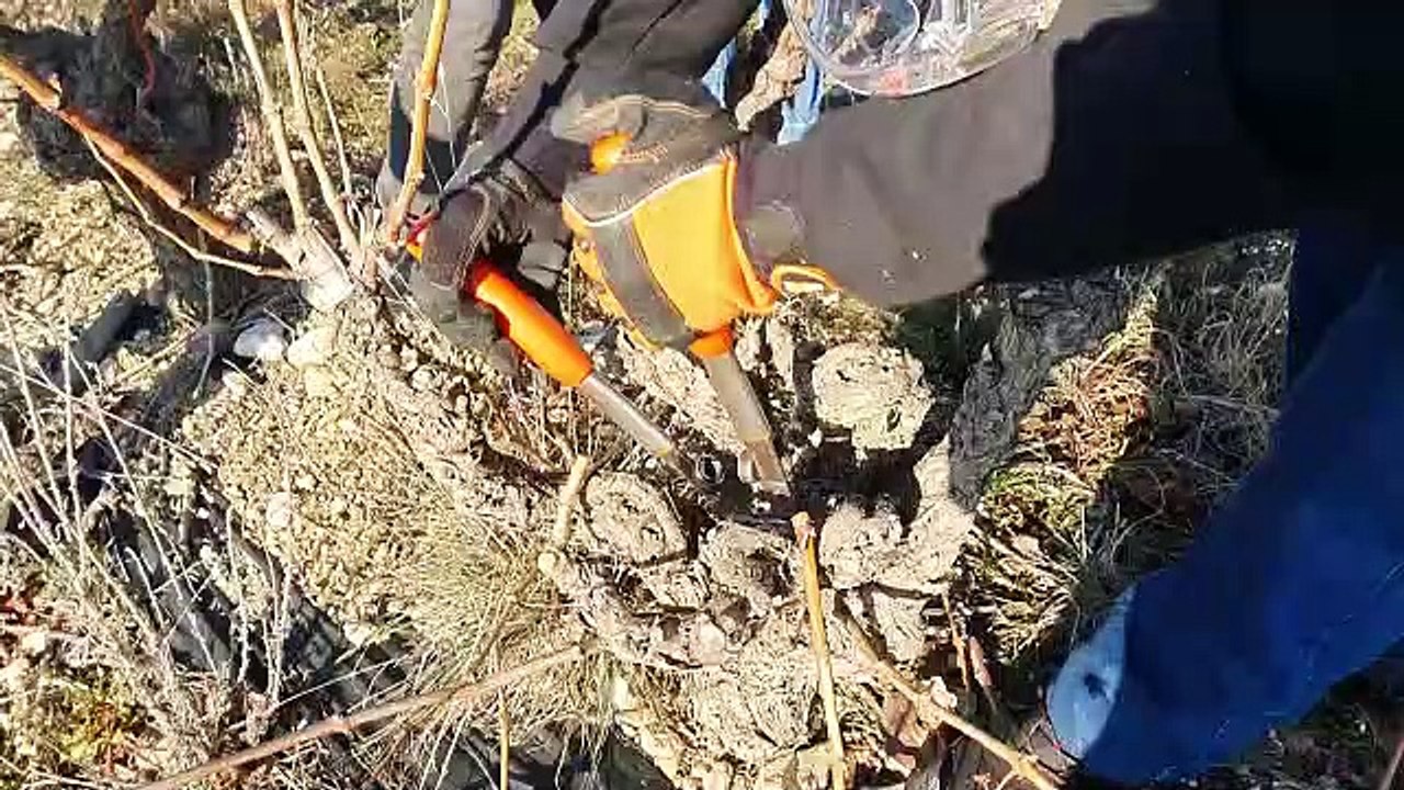 50e concours départemental de taille de la vigne dans les Pyrénées-Orientales