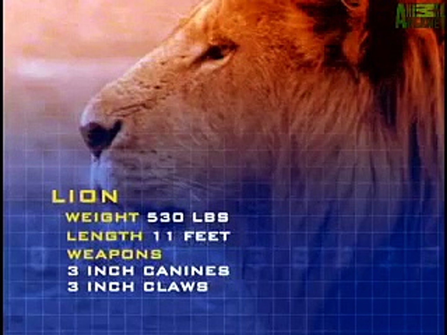 Animal Face-Off Lion vs - Vidéo Dailymotion
